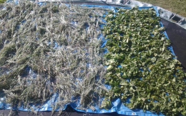 Solar Drying Organic Comfrey & Lavender