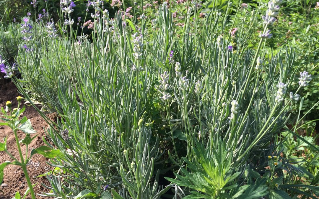 Lavender grown from seed