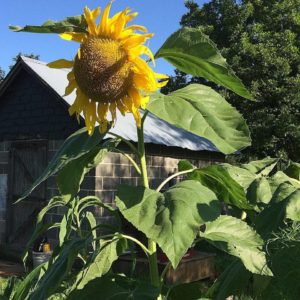 herb garden sunflower