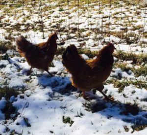 chickens on a walk