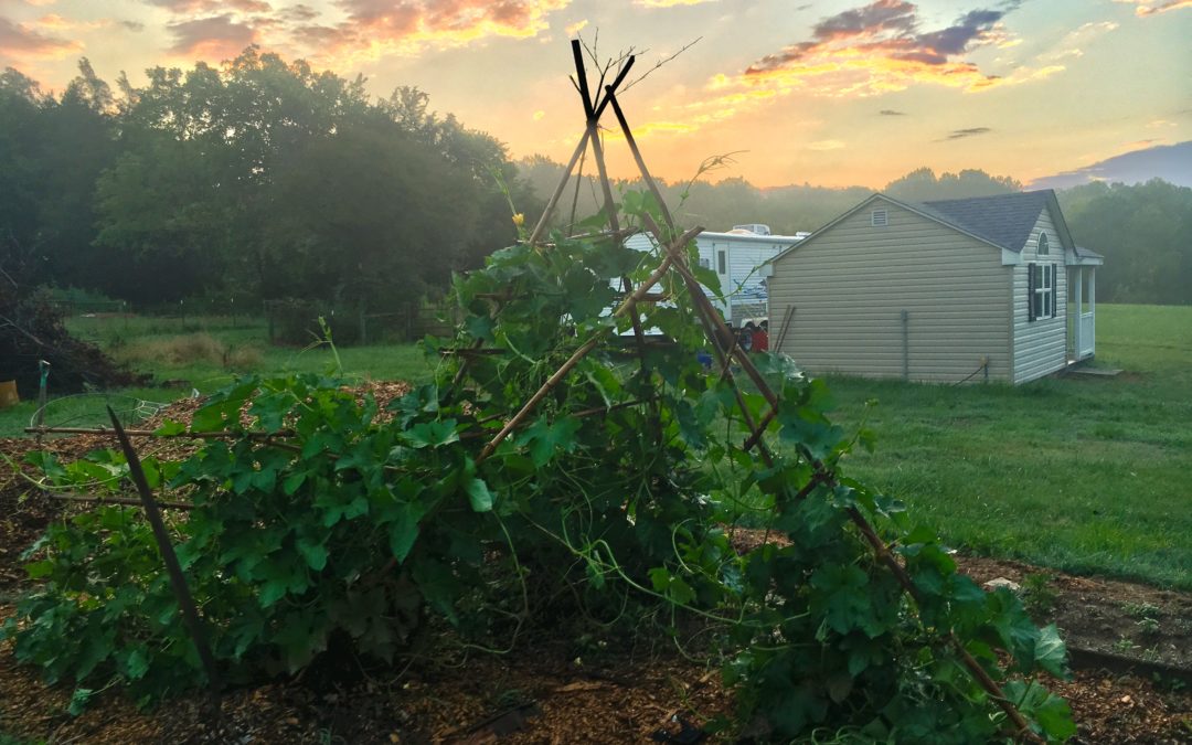 luffa trellis sunrise on the farm