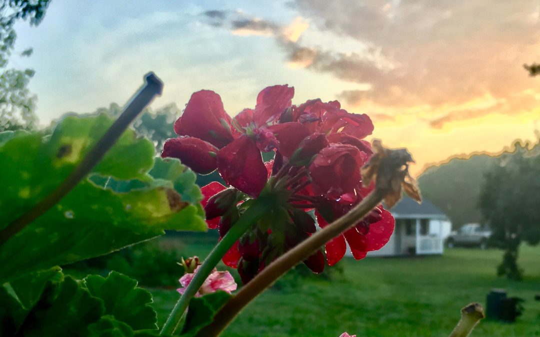 sunrise on the farm